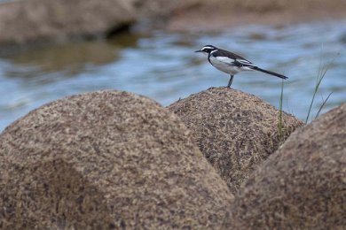 Brokärla vid Ruaha river i Tnzania