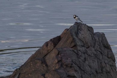 Brokärla vid Ruahafloden, Tanzania