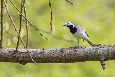 Sädesärla (White pied wagtail) vid Munkamöllan