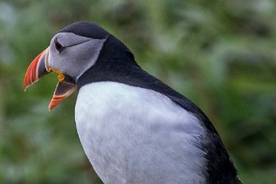 Lunnefågel (Atlantic puffin)