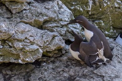 Sillgrisslor parar sig (varav en ringvia) på klipphylla på Stora Karlsö 140531287