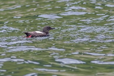 Tobisgrissla (Black guillemot), Runde, Norge