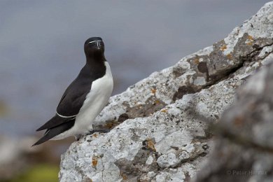 Tordmule på Stora Karlsö 140531235