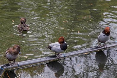 Brunand hona och hane i Berlin Zoo 140413200