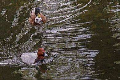 Brunand och parkkanka i Berlin Zoo 140413132