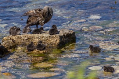 Eiderhona med ungar vid Stora Karlsö 140529418