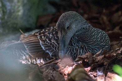 Eiderhona ruvande på Stora Karlsö 140529251