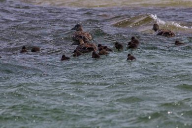 Ejderfamilj i vågorna vid Stora Karlsö hamn 14052826