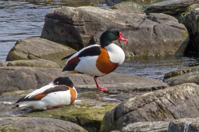 Gravänder (Common shelduck) i Brantevik