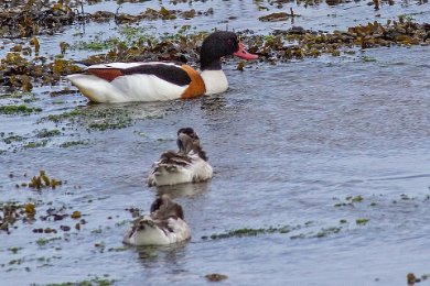 Gravand (Common shelduck) med ungar