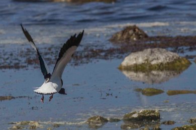 Gravand flyr Fårö 14060143