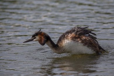 Skäggdopping 14060782