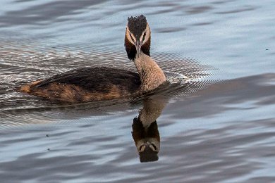 Skäggdopping Skäggdopping (Podiceps cristatus) utanför Bispens badhus. Arten häckar i insjöar och vassrika havsvikar och livnär sig av fisk. Den finns i större delen av...