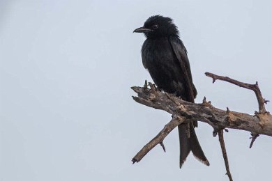 Klykstjärtad drongo i Ruaha np, Tanzania