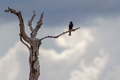 Klykstjärtad drongo i Ruahu np