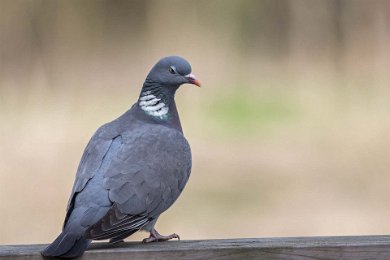 Ringduva (Common wood pigeon)