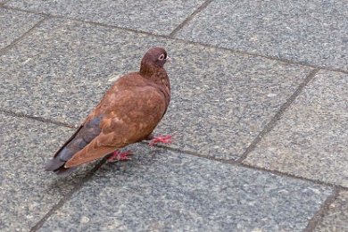 Tamduva på Stora torget i Krakow