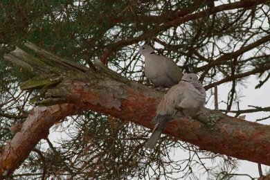 Turkduvor i Stallarholmen, Strängnäs kommun