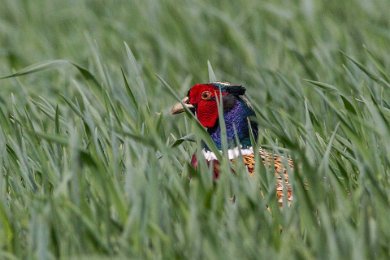 Fasantupp (Common pheasant)