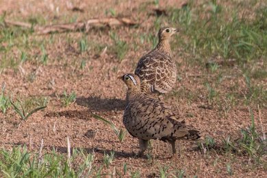 Maskflyghöna hane och hon i Ruaha np, Tanzania