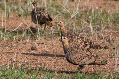 Maskflyghöna hane och hona i Ruaha np, Tanzania