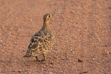 Maskflyghöna, hona, i Ruaha np, Tanzania