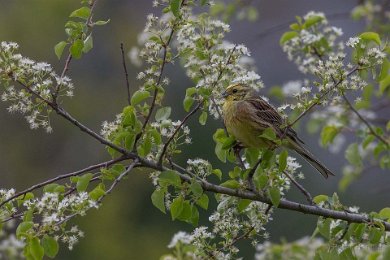 Gulsparv på Stora Karlsö 140530110