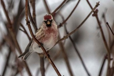 Gråsiska i Lasarettsgränd