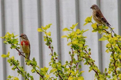 Hämplingar på Brf Kapellets gård