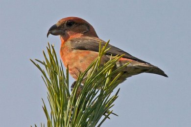 Större korsnäbb i Sanda, Strängnäs