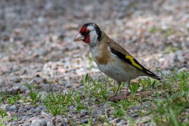 Steglits (European goldfinch)