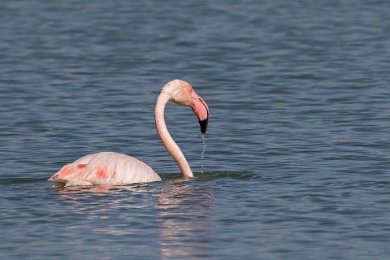 Flamingo i salin vid San Pedro de Pinatar 151105-1