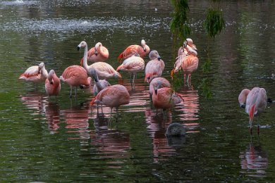 Flamingor i i Amsterdam 1505141-2