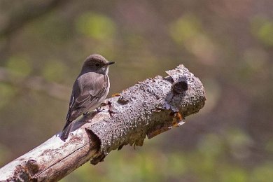 Grå flugsnappare (Spotted flycatcher) Forsakar