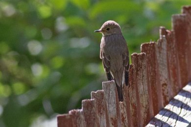 Grå flugsnappare (Spotted flycatcher) juv