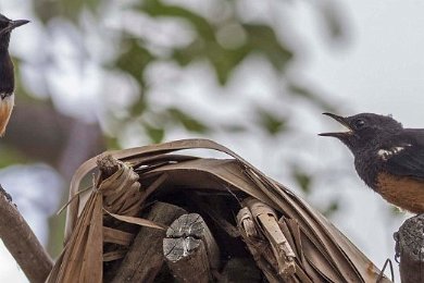 Klipppskvättepar i Ruaha, Tanzania