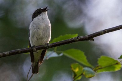 Svartvit flugsnappare vid Fiskarhagstorpet i Katrineholms kommun 14060919 14060919