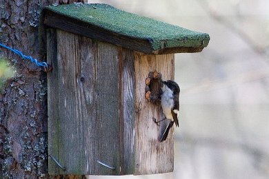 Svartvit flugsnappare vid sitt bo i Sanda