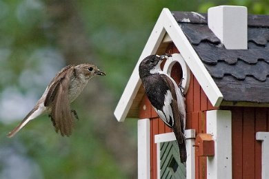 Svartvit flugsnapparpar