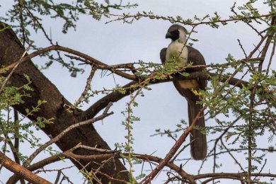 Barkindad turako i Ruaho np i Tanzania