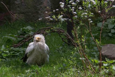 Gåsgam i Berlin Zoo 14041396