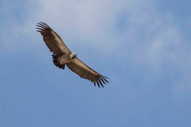 Vitryggad gam över Ruaha np i Tanzania