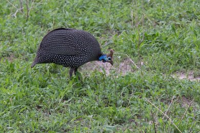 Hjälmpärlhöna i Mikumi nationalpark i Tanzania