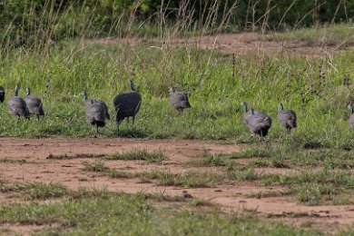 Hjälmpärlhöns i Mikumi nationalpark i Tanzania