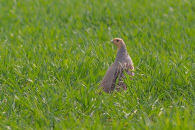 Rapphöna (Perdix perdix)