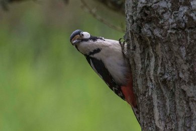 Större hackspett 150531-2