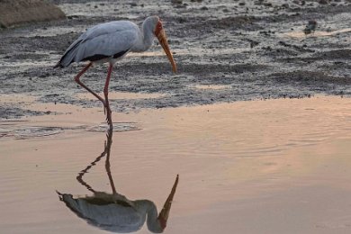 Afrikansk ibisstork i Ruaha river