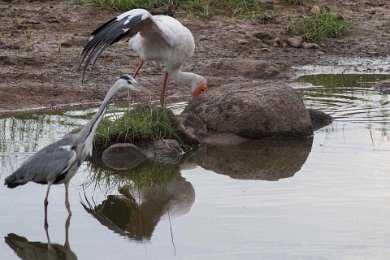 Afrikansk ibisstork skuggfiskar i Ruahafloden