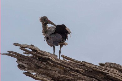 Hadadaibis i Ruhaha nationalpark, Tanzania