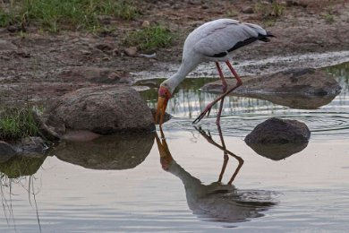 Afrikansk ibisstork fiskar i Ruhahafloden, Tanzania